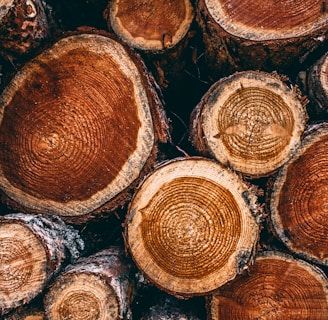 cut wood