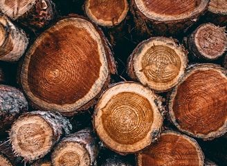 cut wood